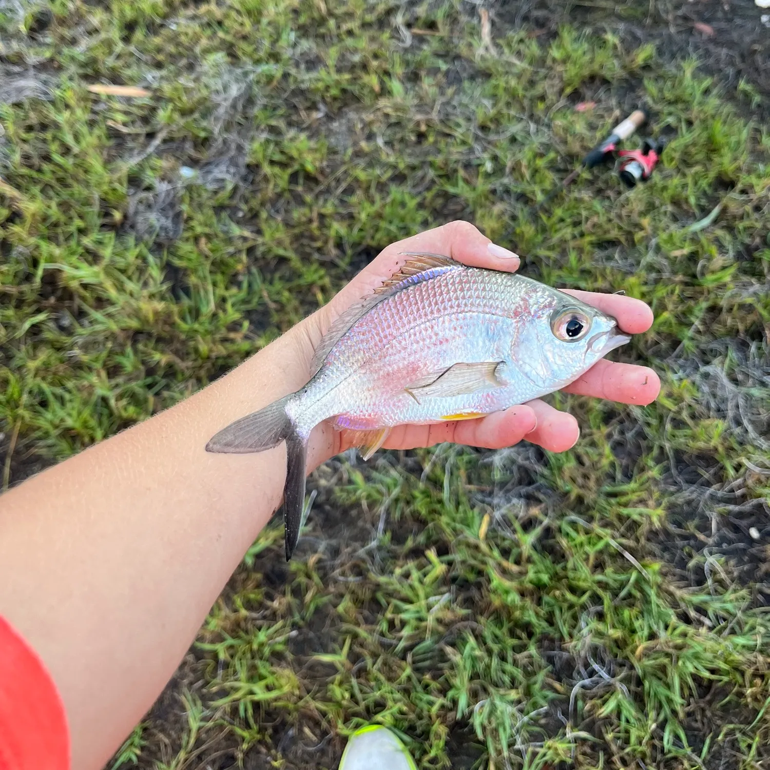 Yellowfin mojarra caught on Fishbrain
