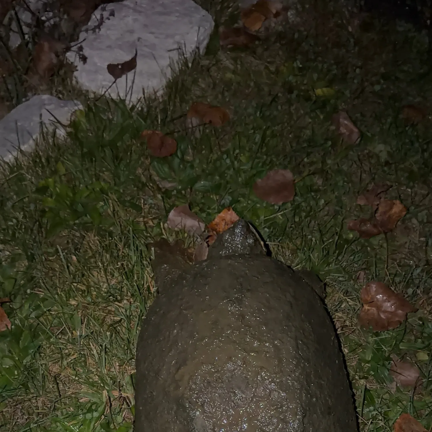 The most recent Alligator snapping turtle catches on Fishbrain