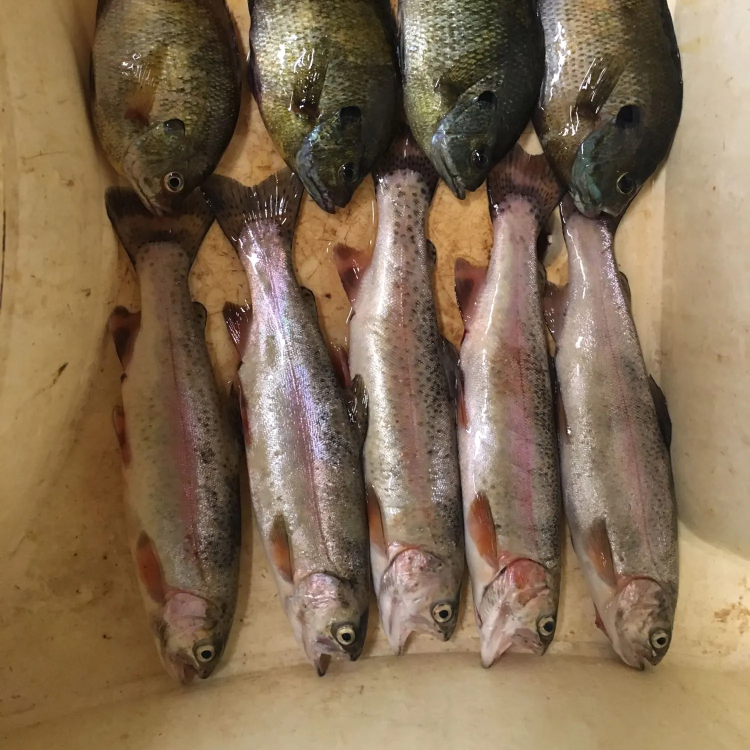 recently logged catches