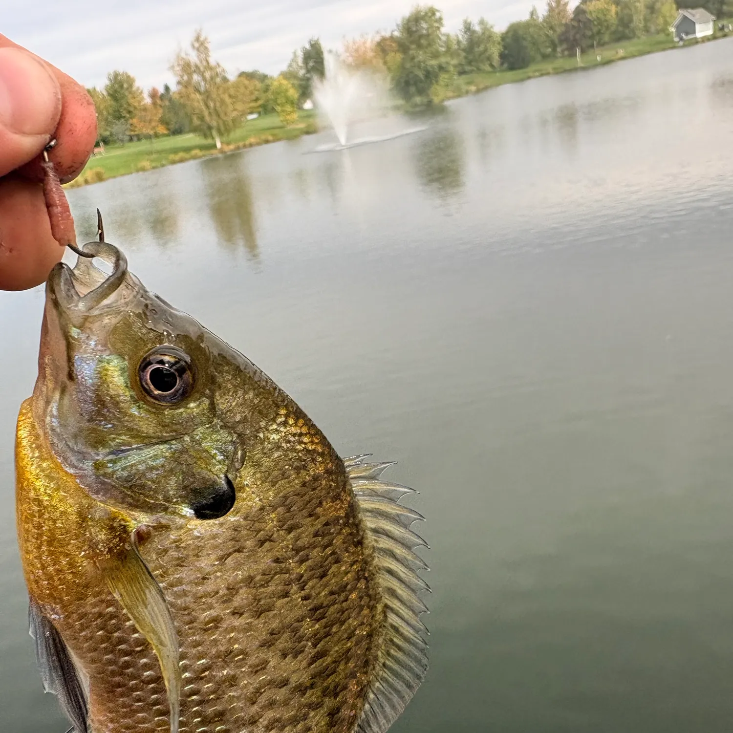 Bluegill caught on Fishbrain