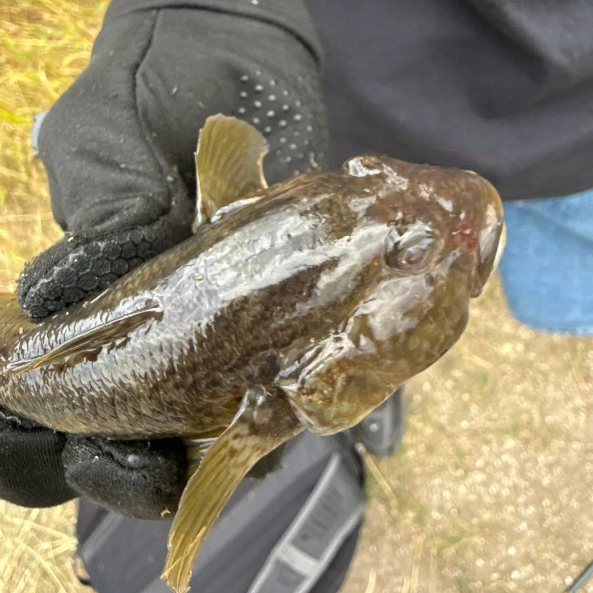 Round goby caught on Fishbrain