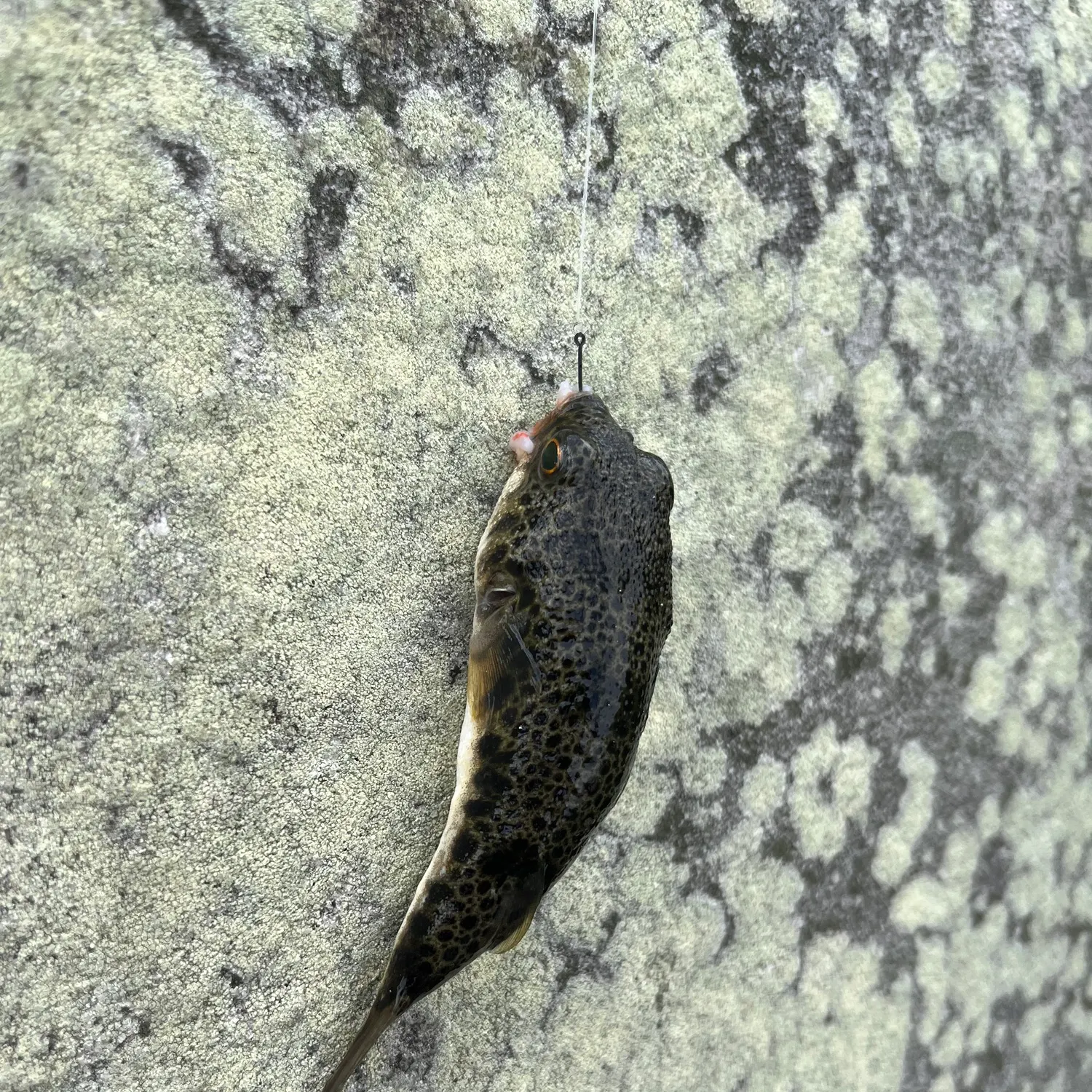 The most recent Common toadfish catches on Fishbrain