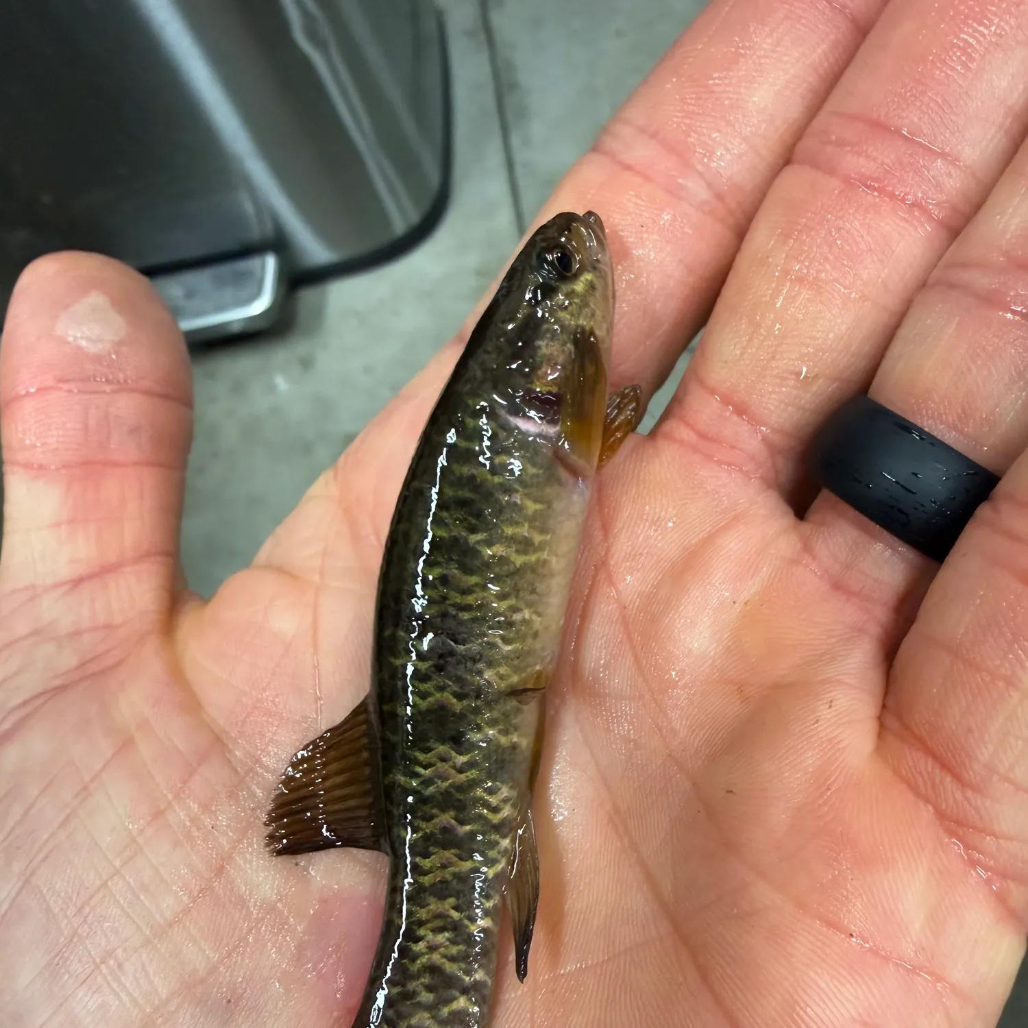The most recent Central mudminnow catches on Fishbrain