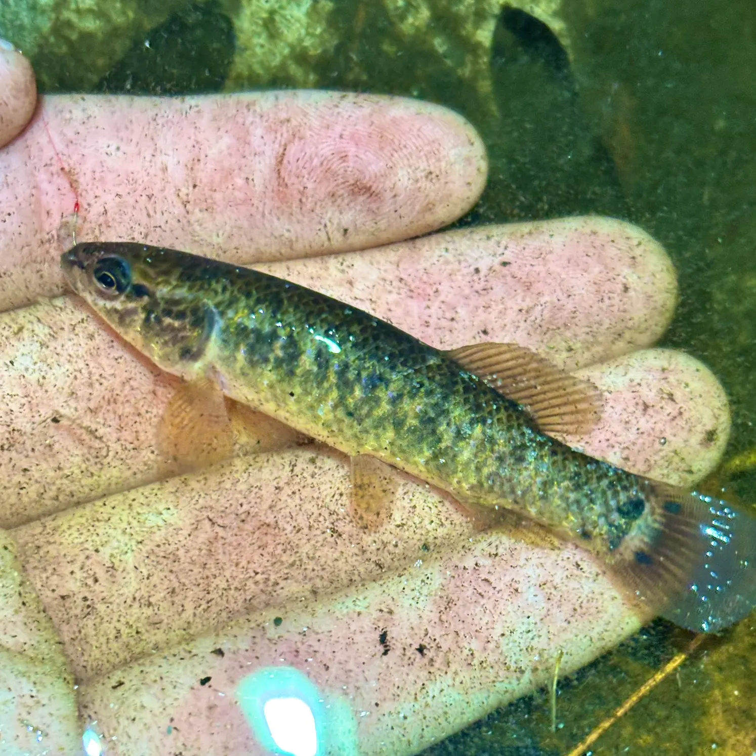 The most recent Central mudminnow catches on Fishbrain