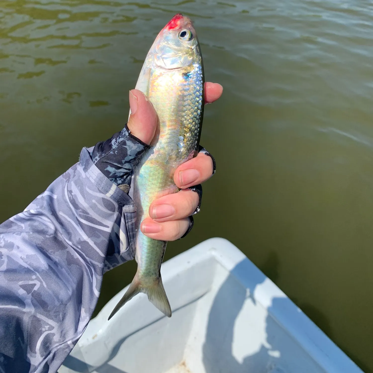 The most recent Hickory shad catches on Fishbrain
