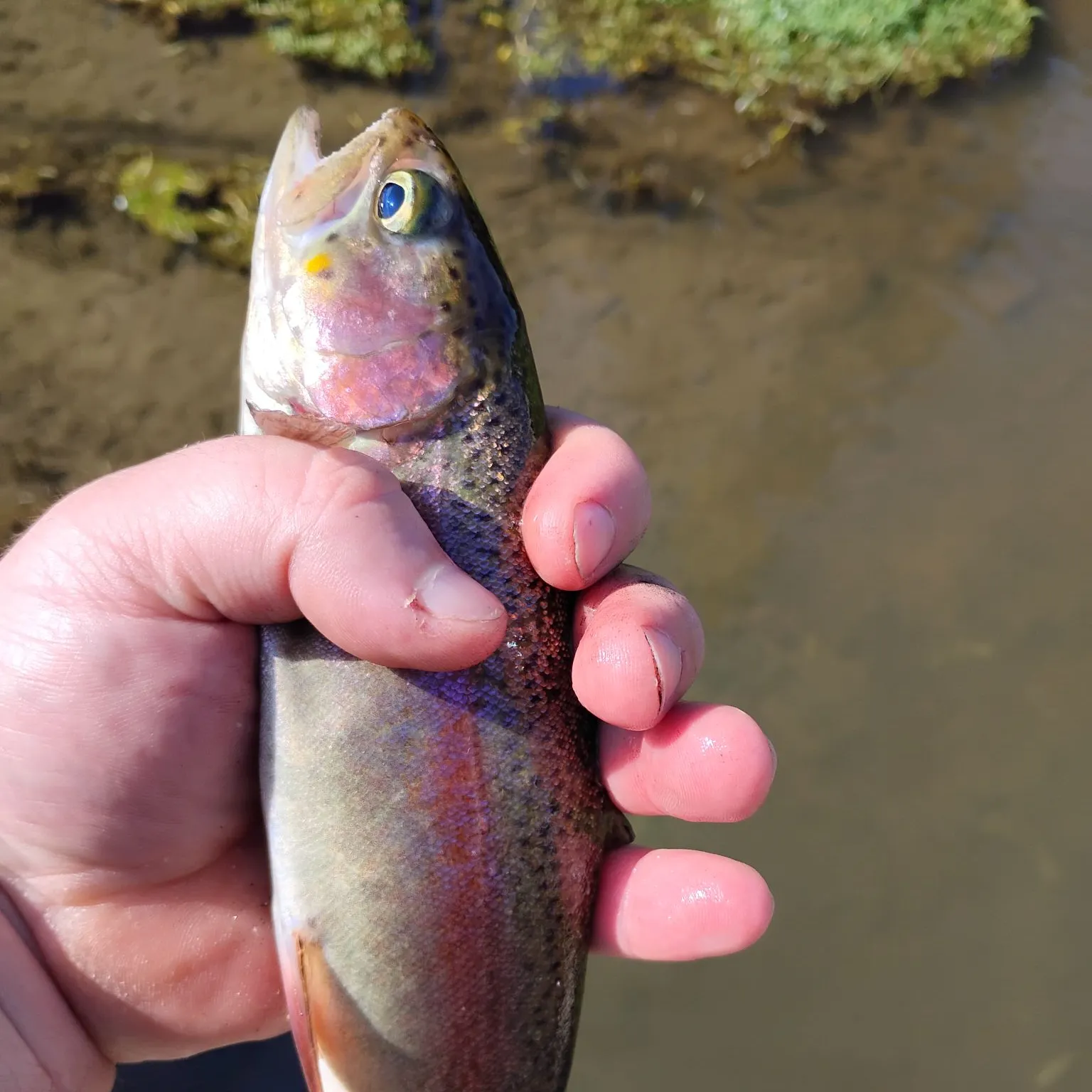 Rainbow trout caught on Fishbrain