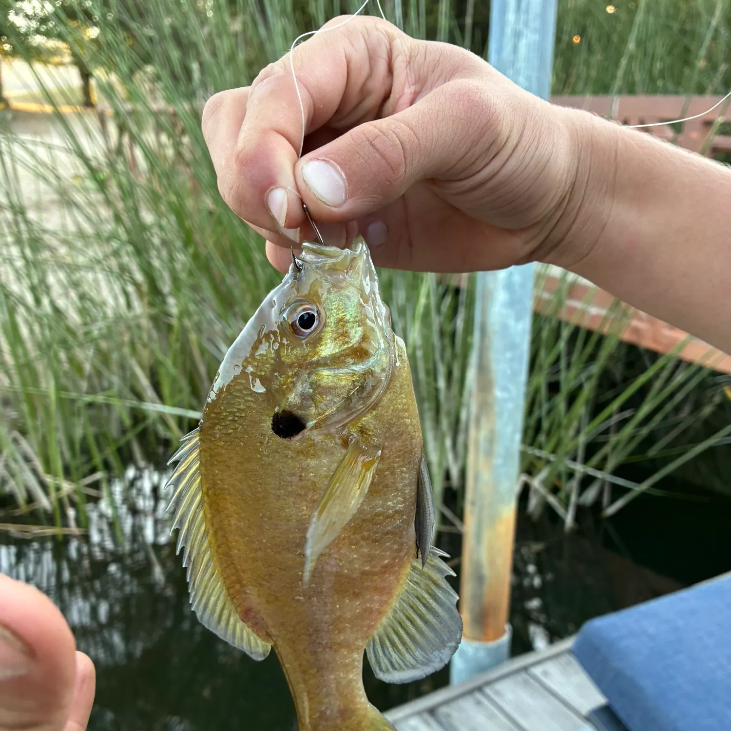 Bluegill caught on Fishbrain