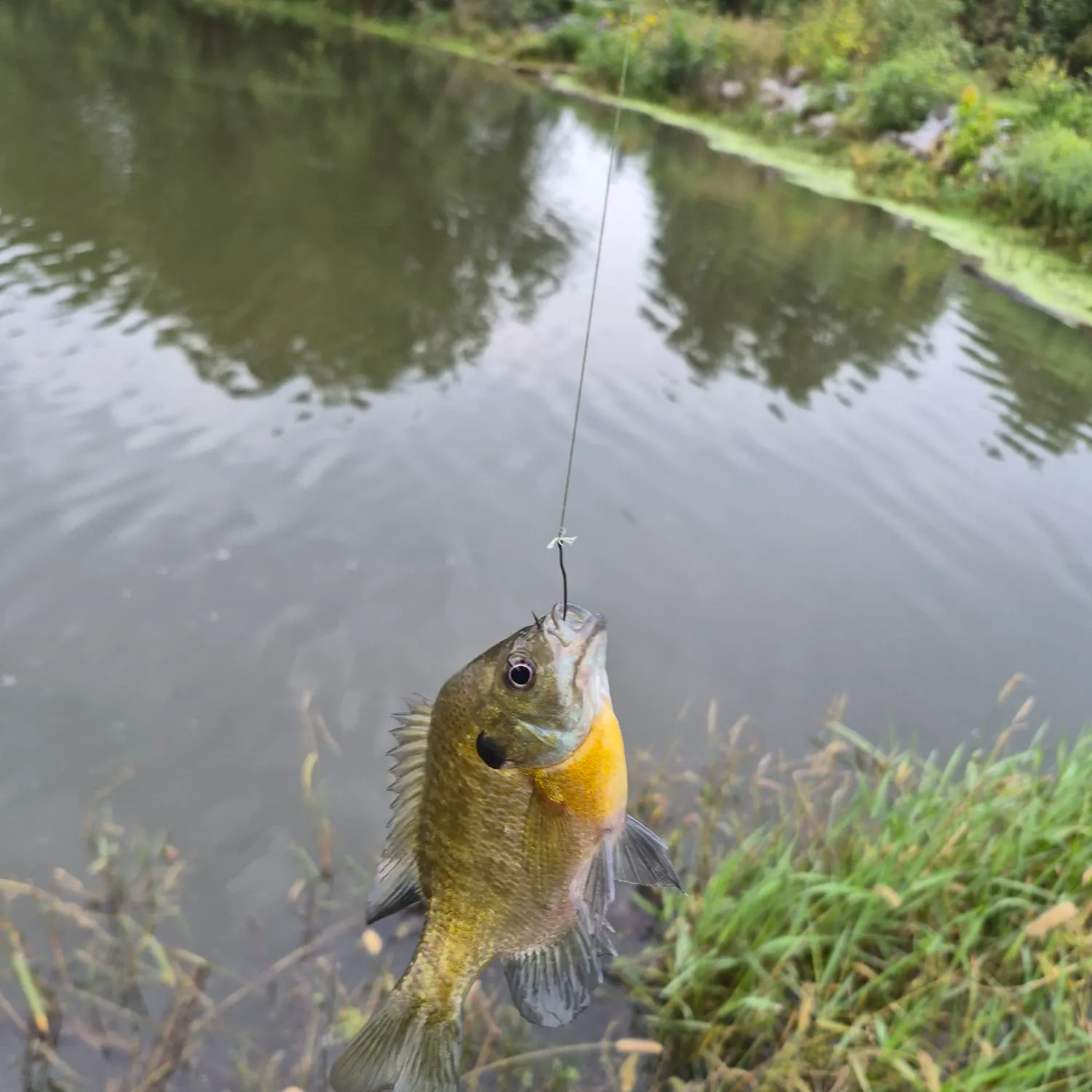 Bluegill caught on Fishbrain