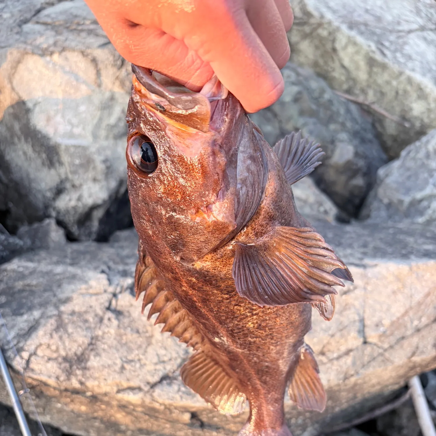 The most recent Copper rockfish catches on Fishbrain