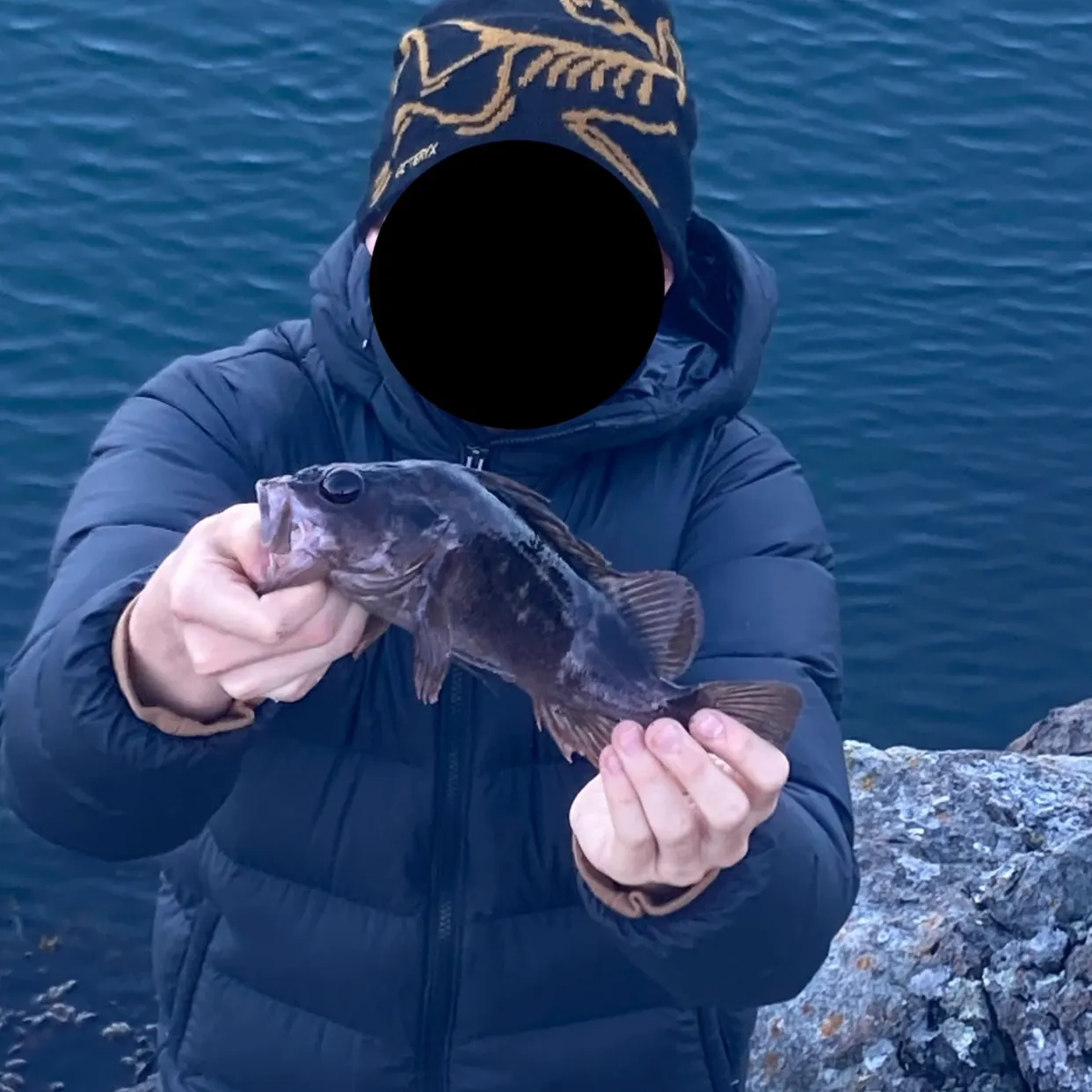 Brown rockfish caught on Fishbrain