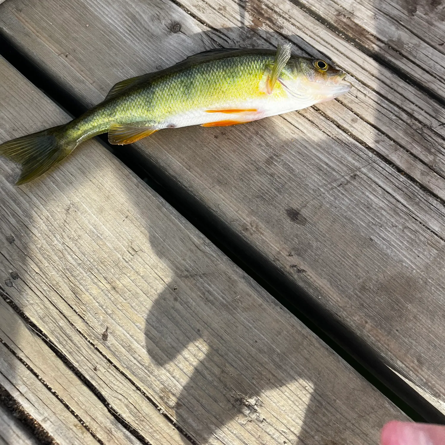 Yellow perch caught on Fishbrain