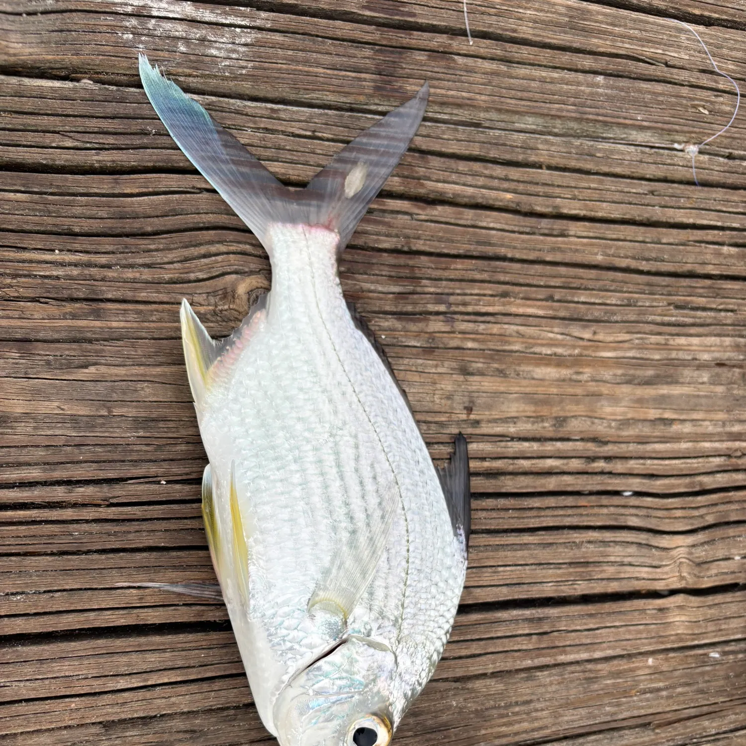 The most recent Irish mojarra catches on Fishbrain