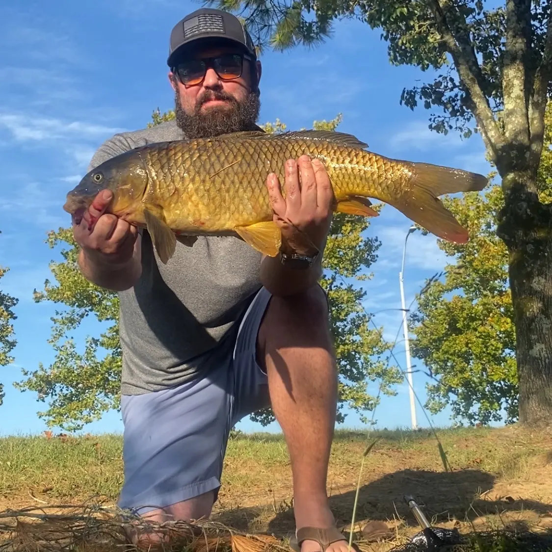 Common carp caught on Fishbrain
