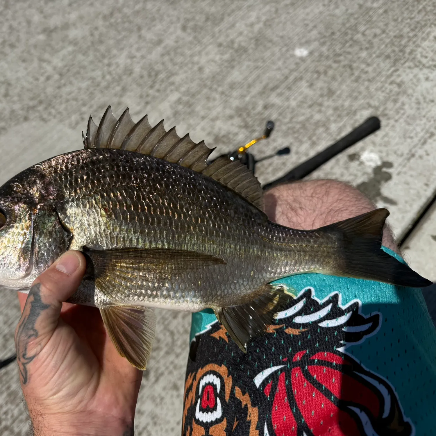 recently logged catches