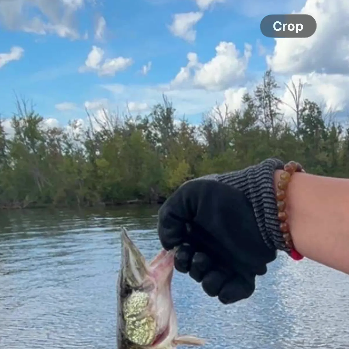 Chain pickerel caught on Fishbrain
