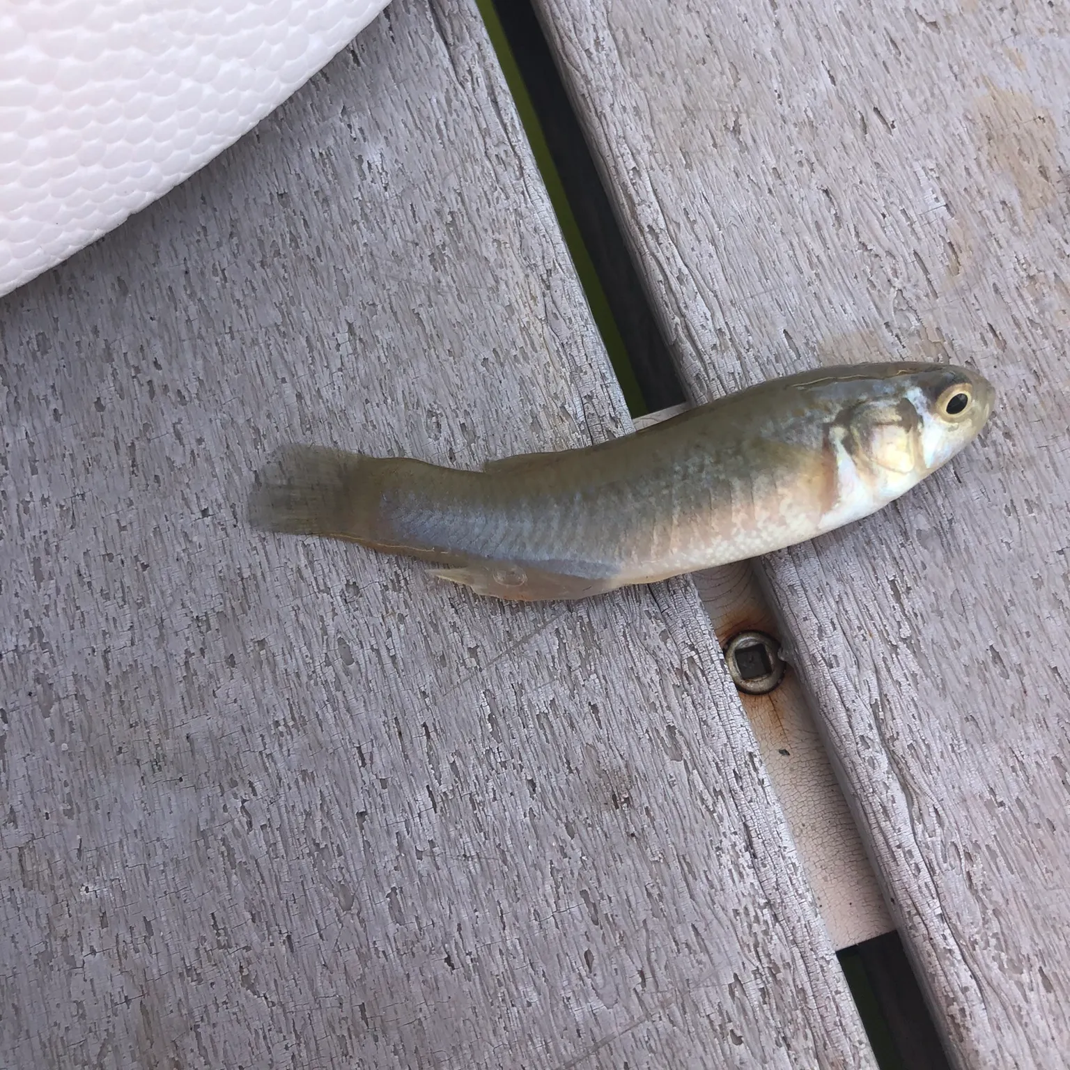 The most recent Central mudminnow catches on Fishbrain