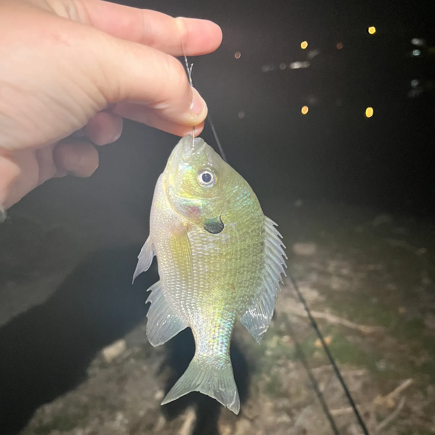 Bluegill caught on Fishbrain