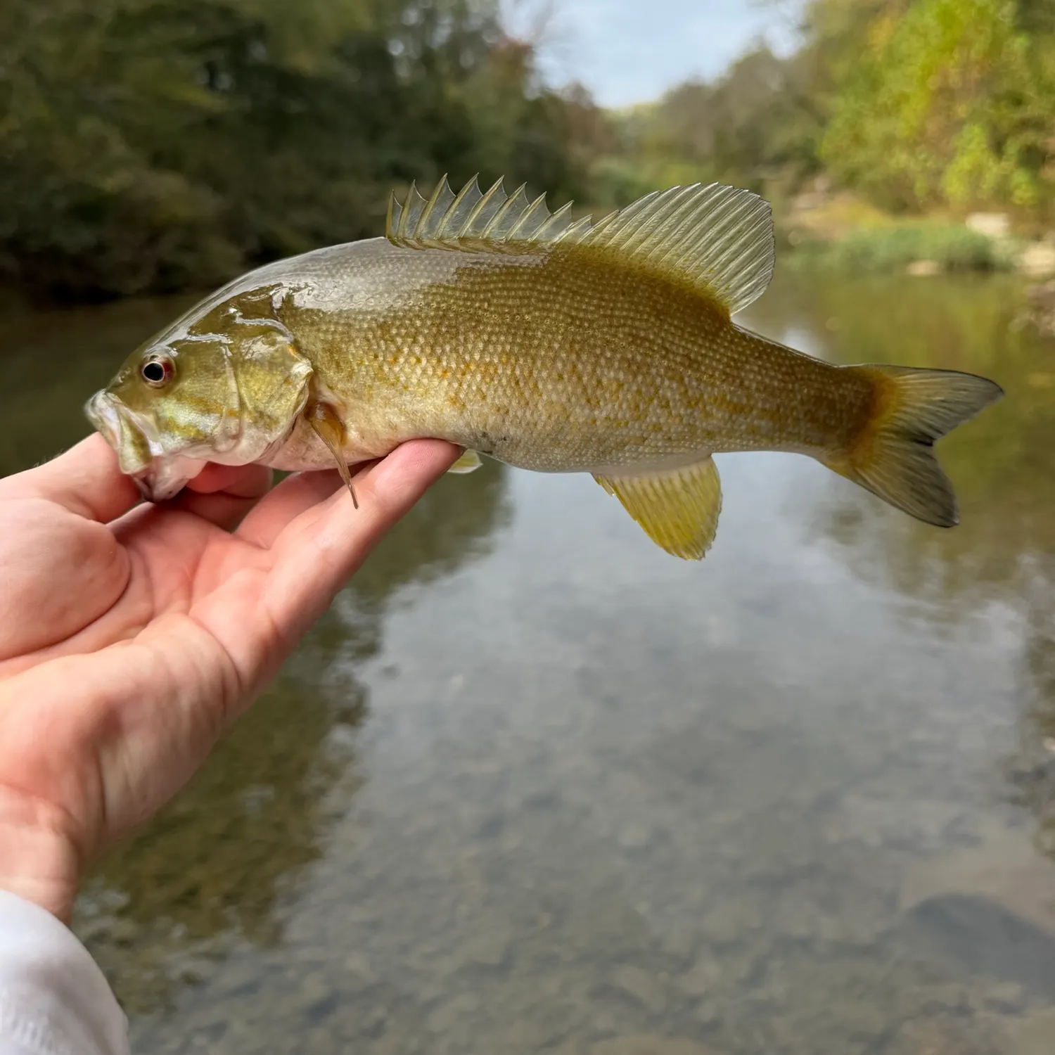 Smallmouth bass caught on Fishbrain