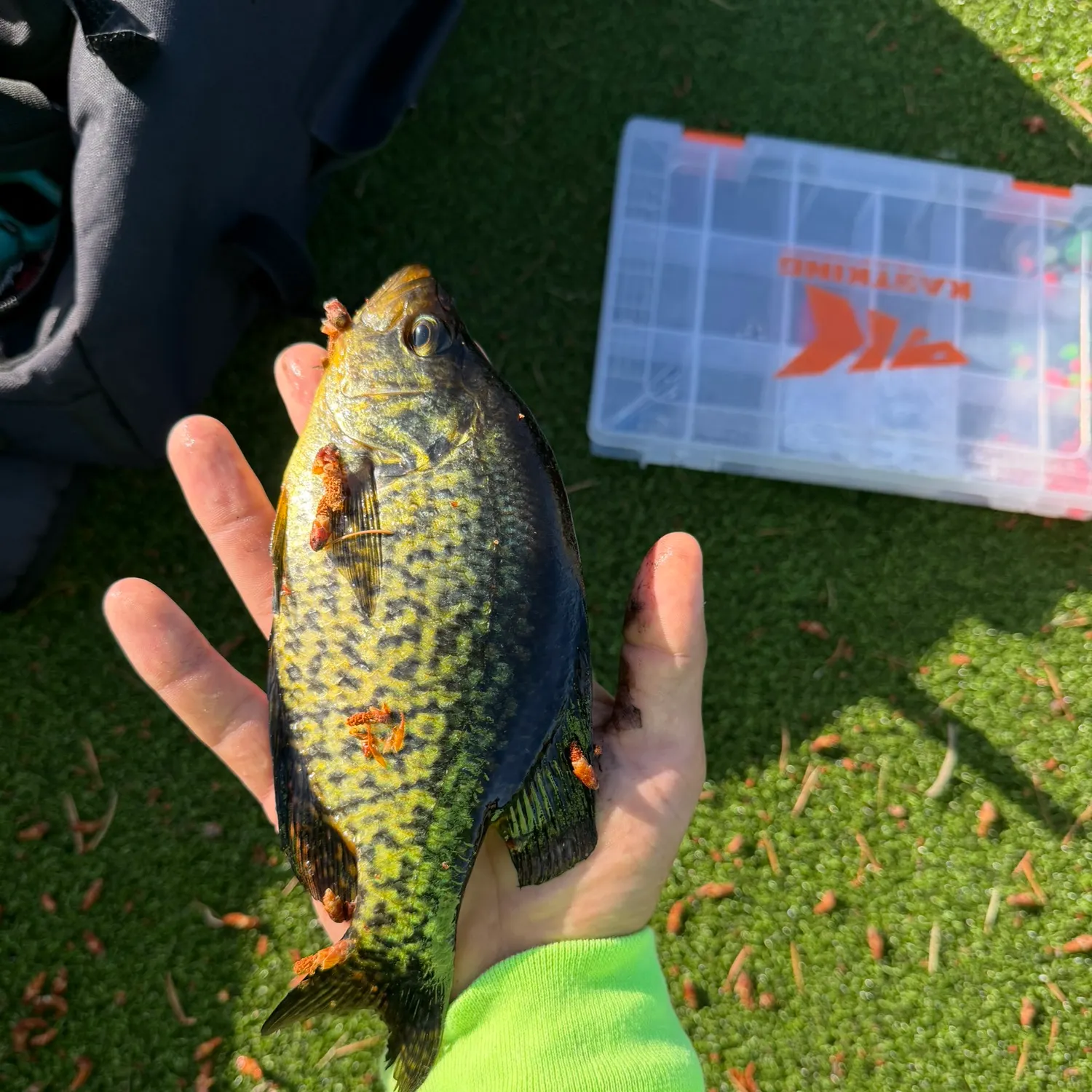 catch