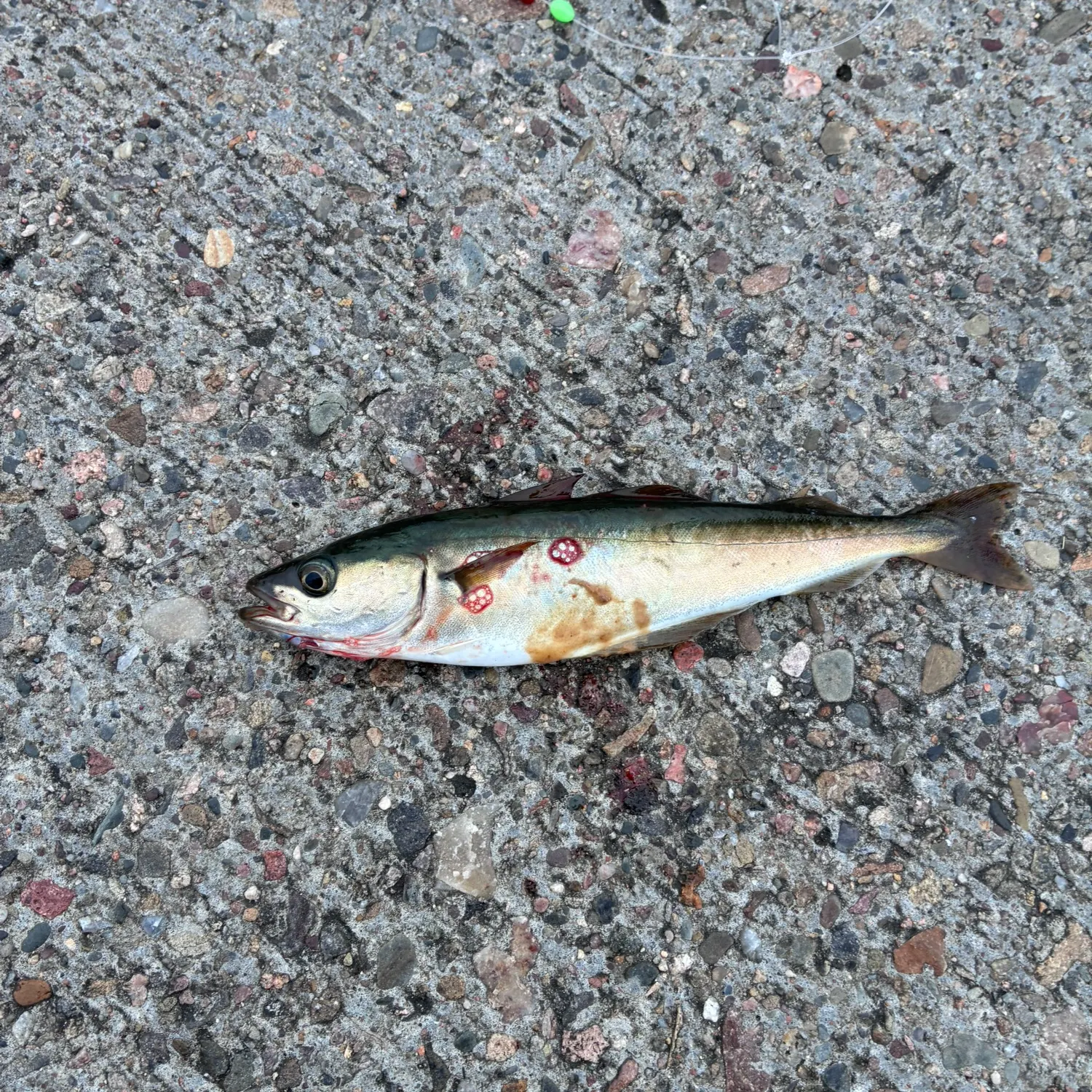 Atlantic pollock caught on Fishbrain