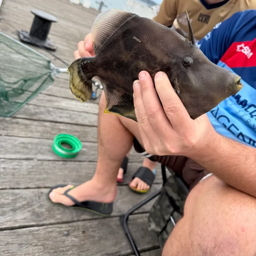 Yellowfin leatherjacket caught on Fishbrain