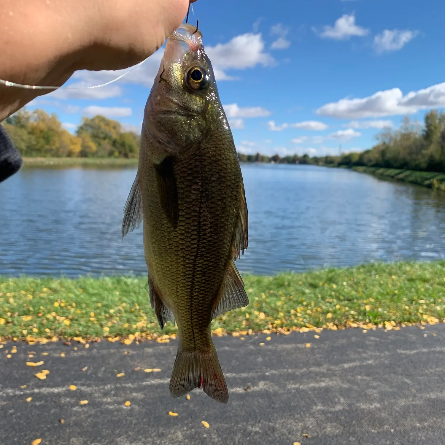 White perch caught on Fishbrain