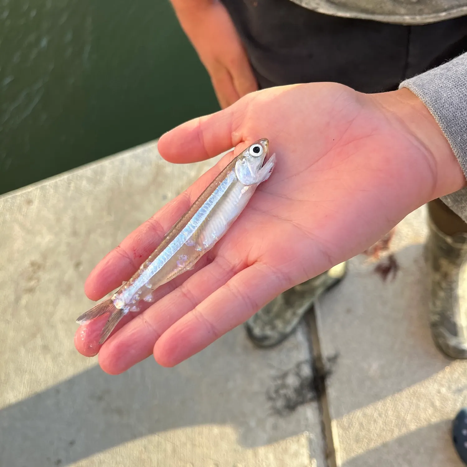 Atlantic silverside caught on Fishbrain