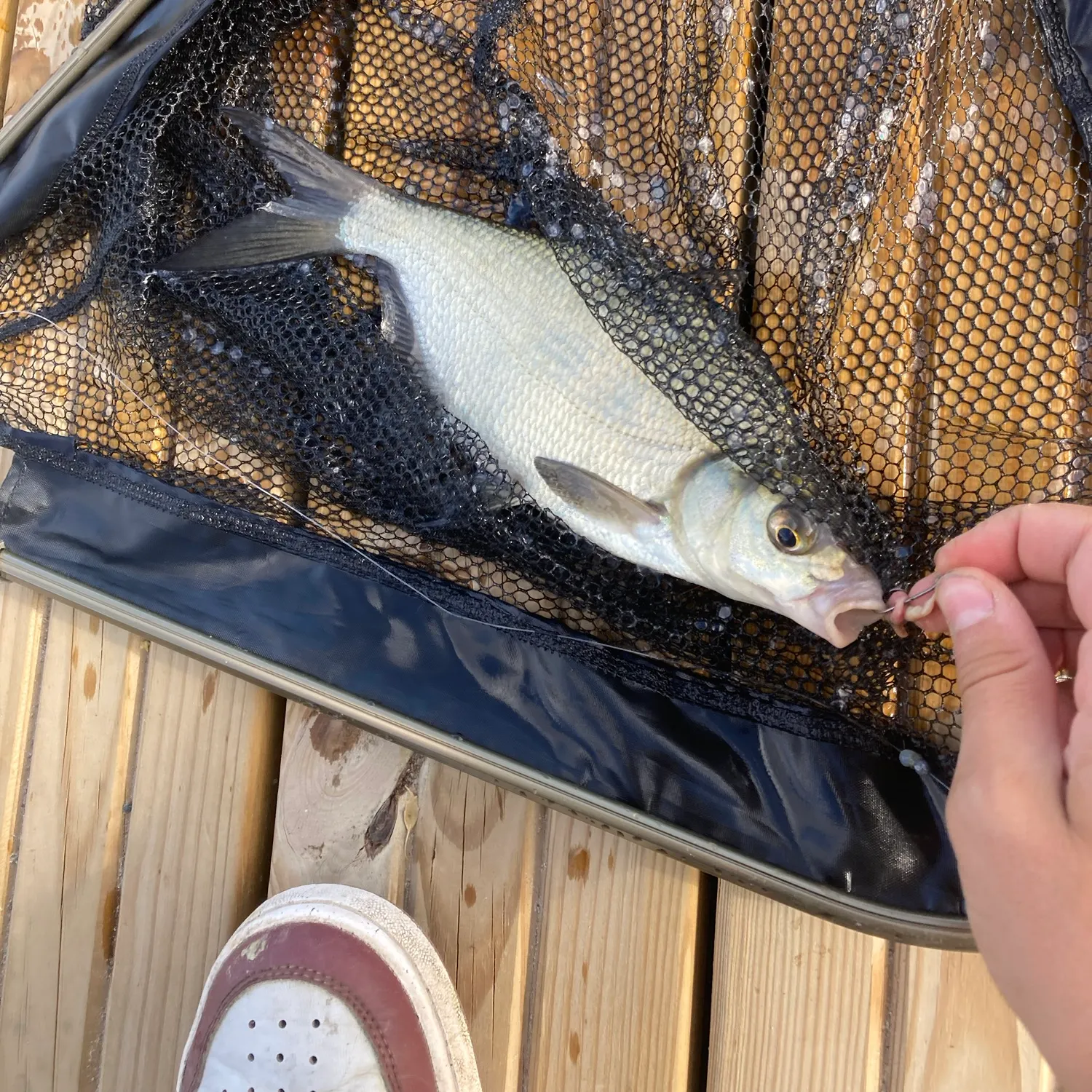 The most recent Lake whitefish catches on Fishbrain