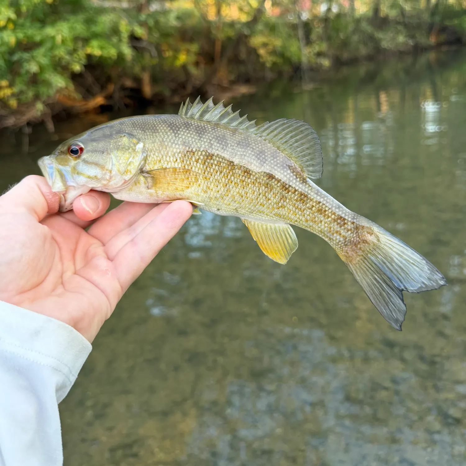 Smallmouth bass caught on Fishbrain
