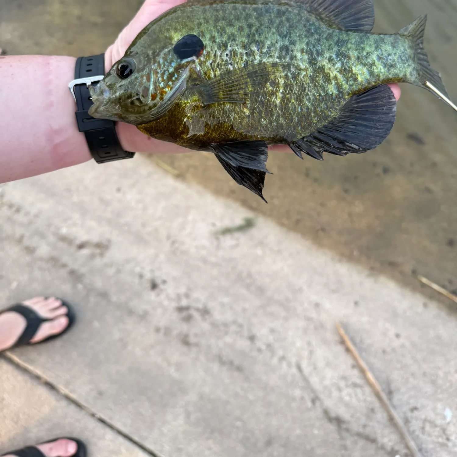 recently logged catches
