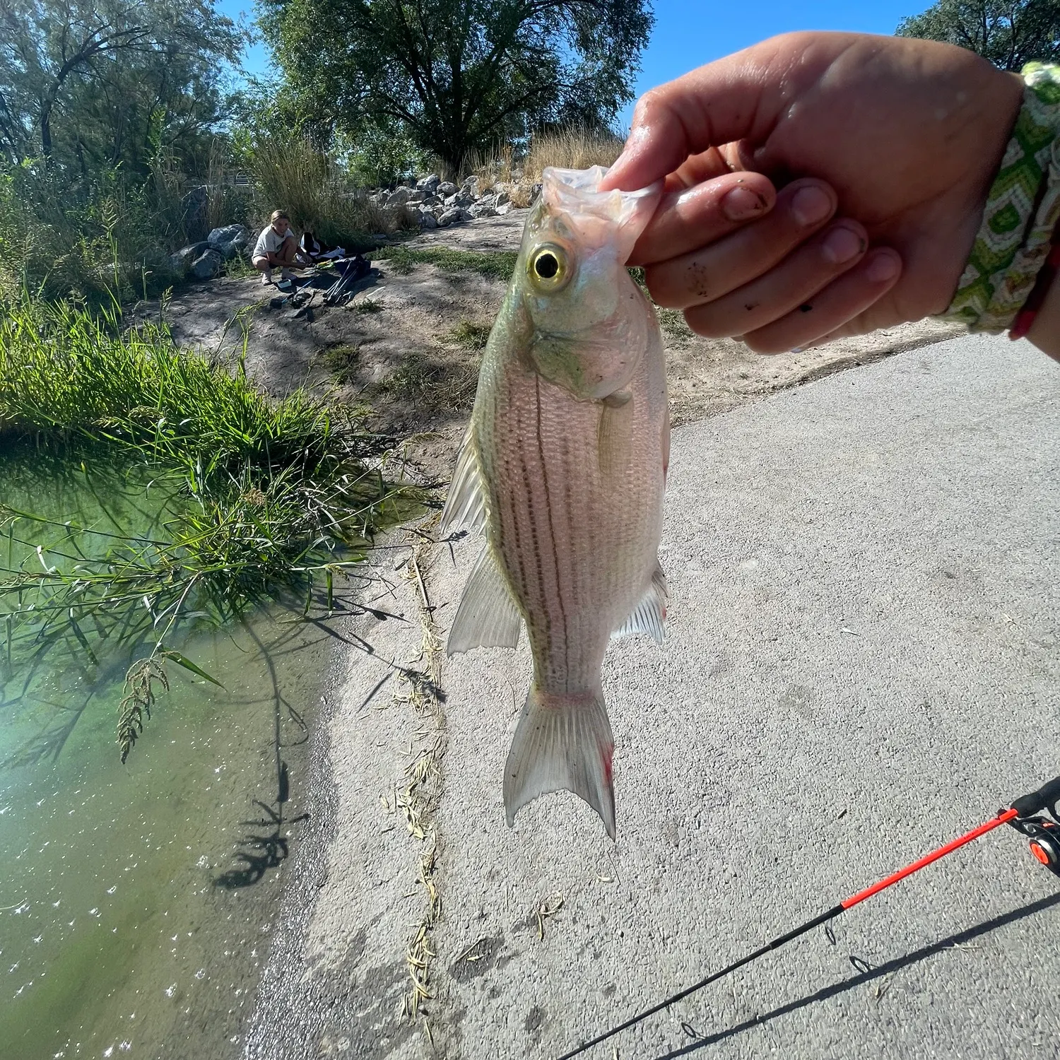 White bass caught on Fishbrain