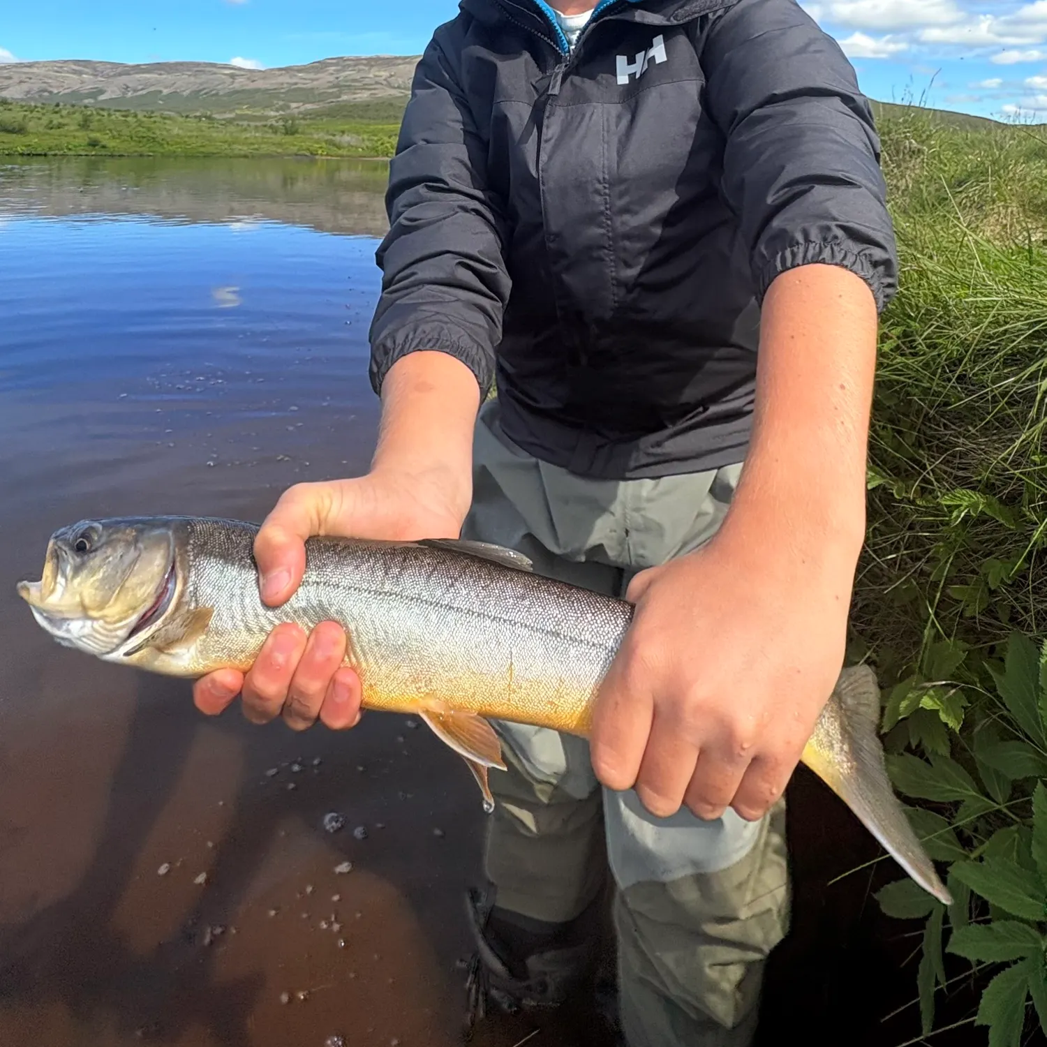 The most recent Arctic char catches on Fishbrain