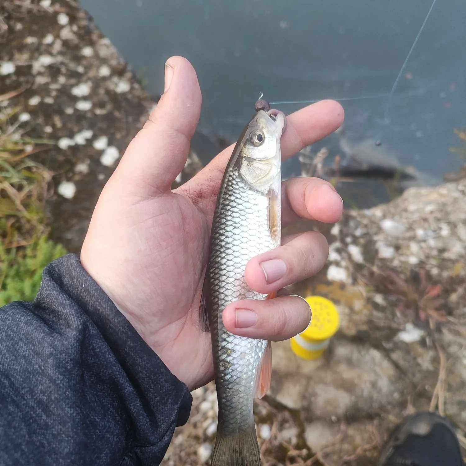 The most recent European chub catches on Fishbrain