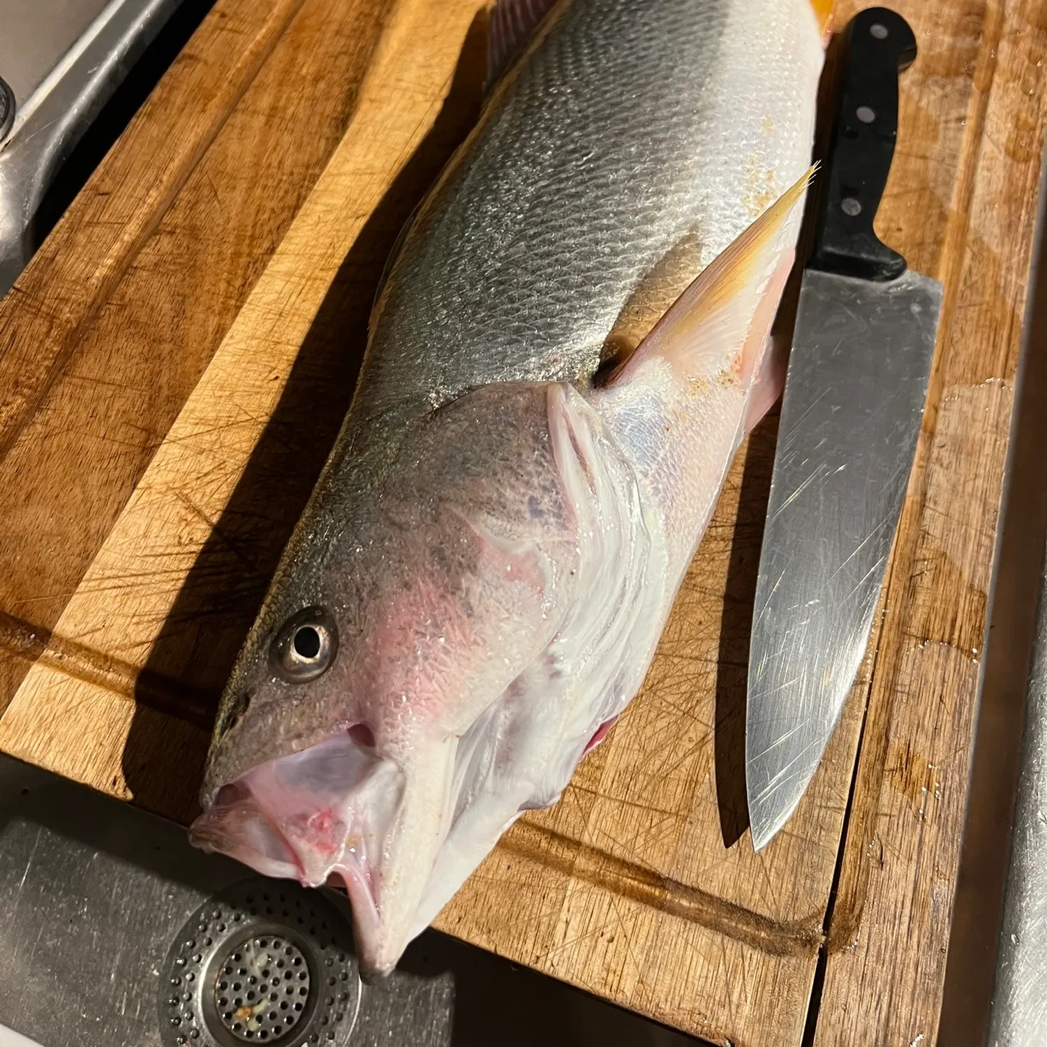 Fish caught on Fishbrain