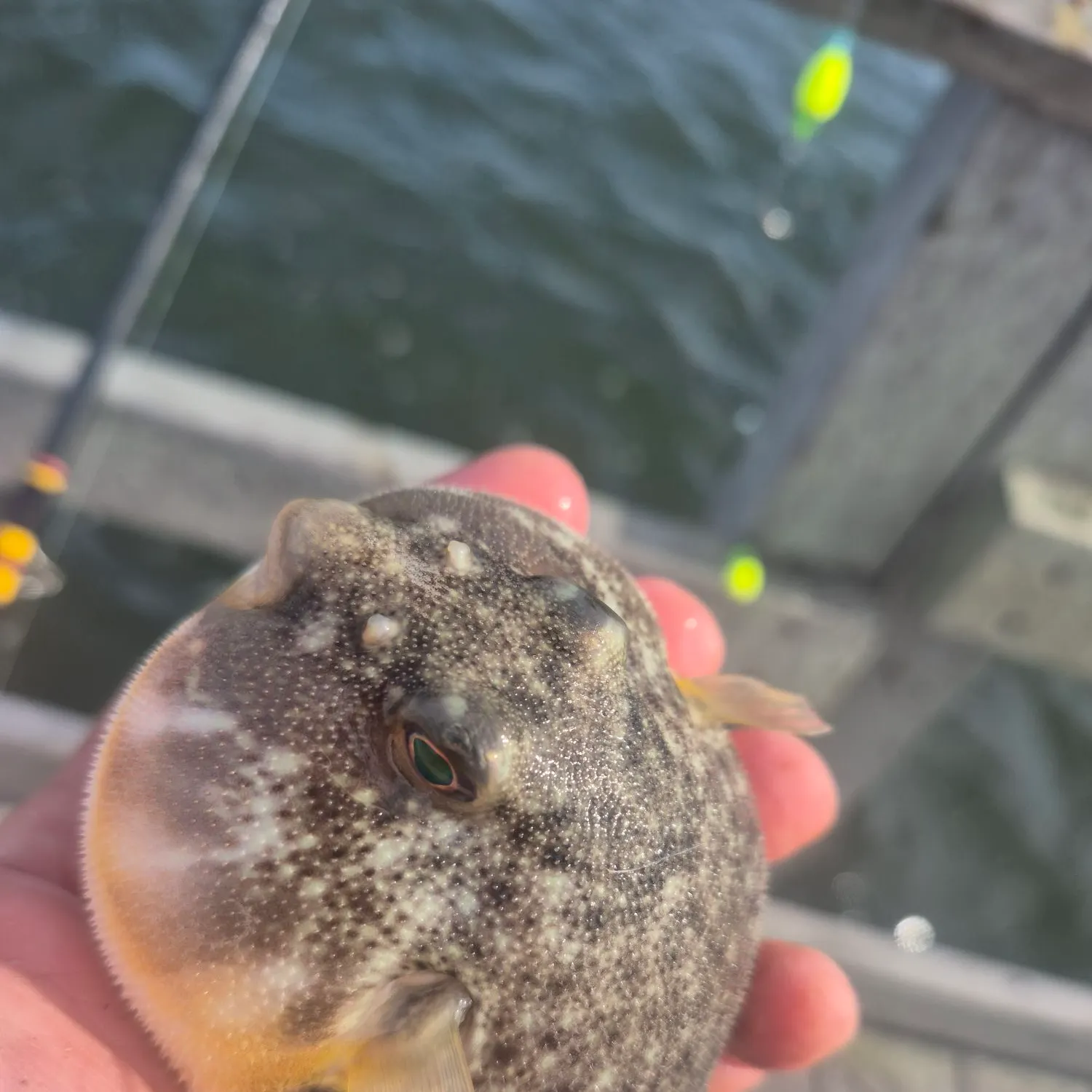 Northern puffer caught on Fishbrain