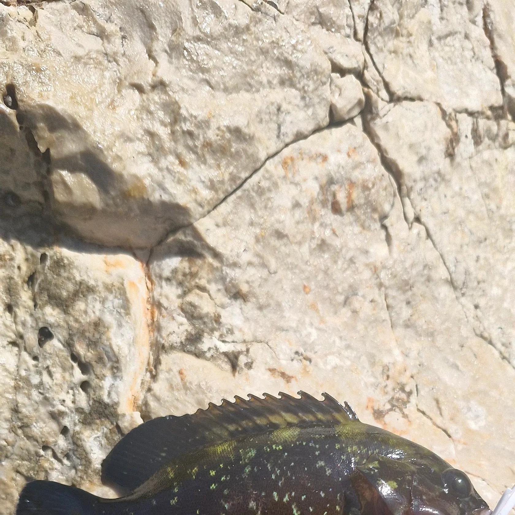 The most recent Dusky grouper catches on Fishbrain