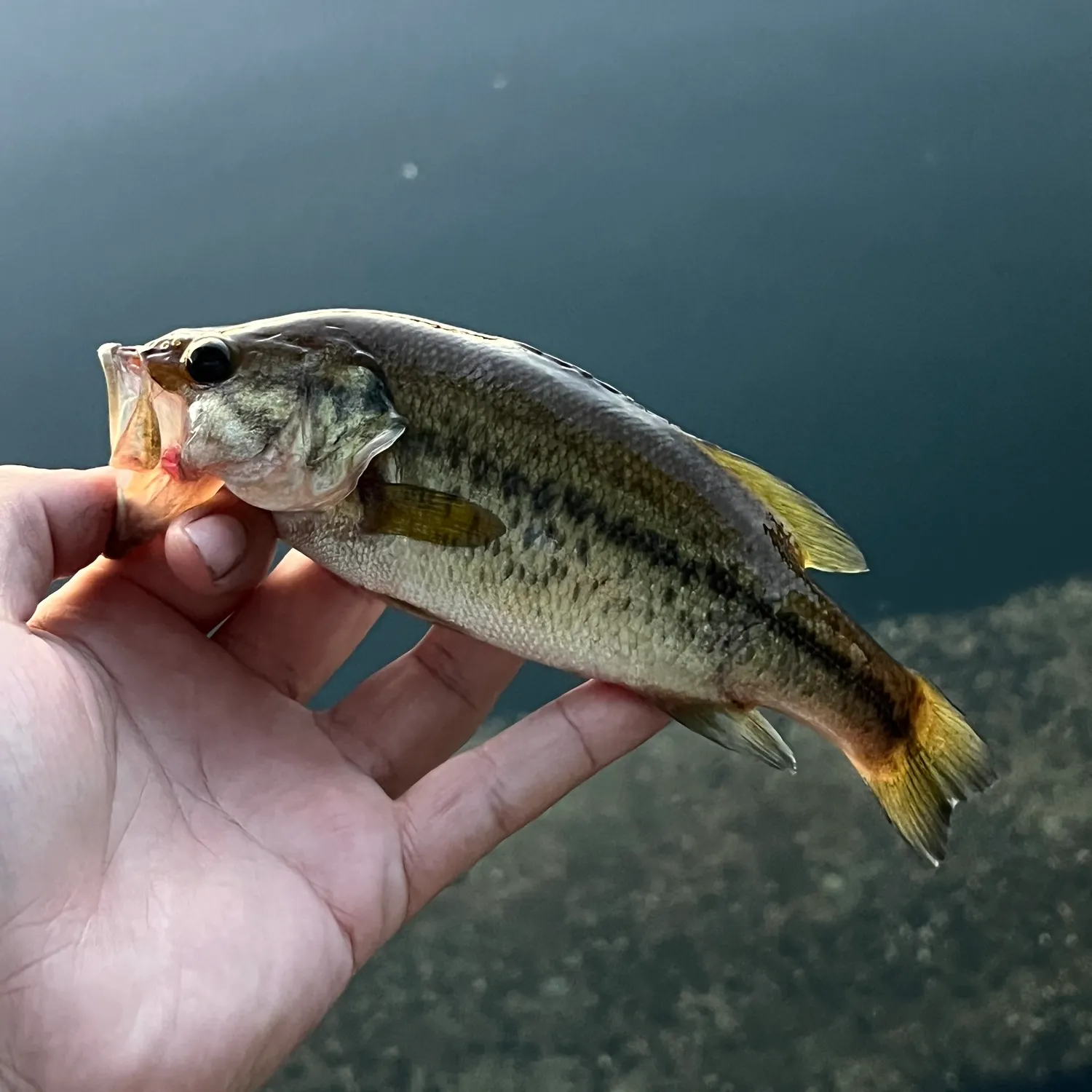 Largemouth bass caught on Fishbrain