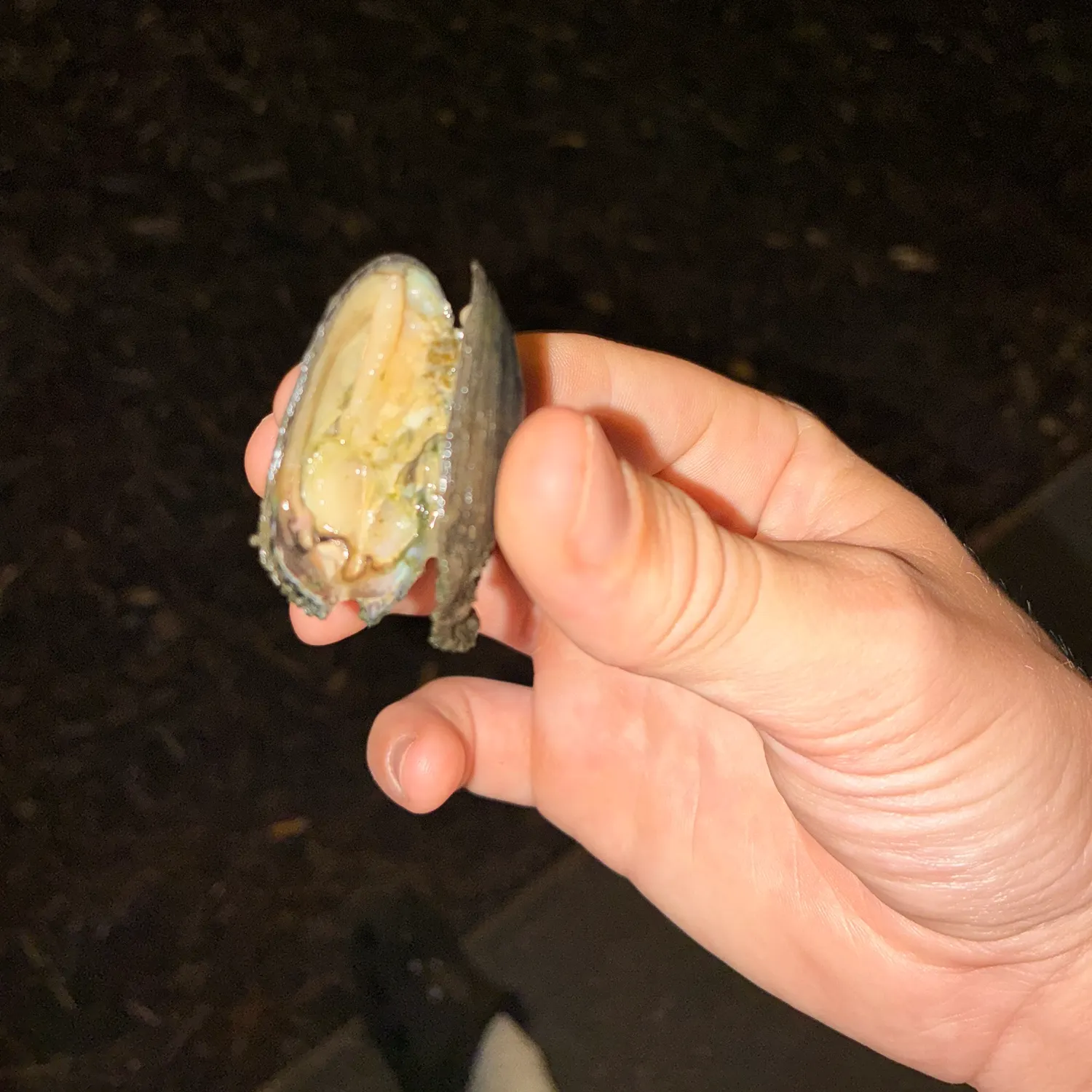 The most recent Thin-shelled rock crab catches on Fishbrain
