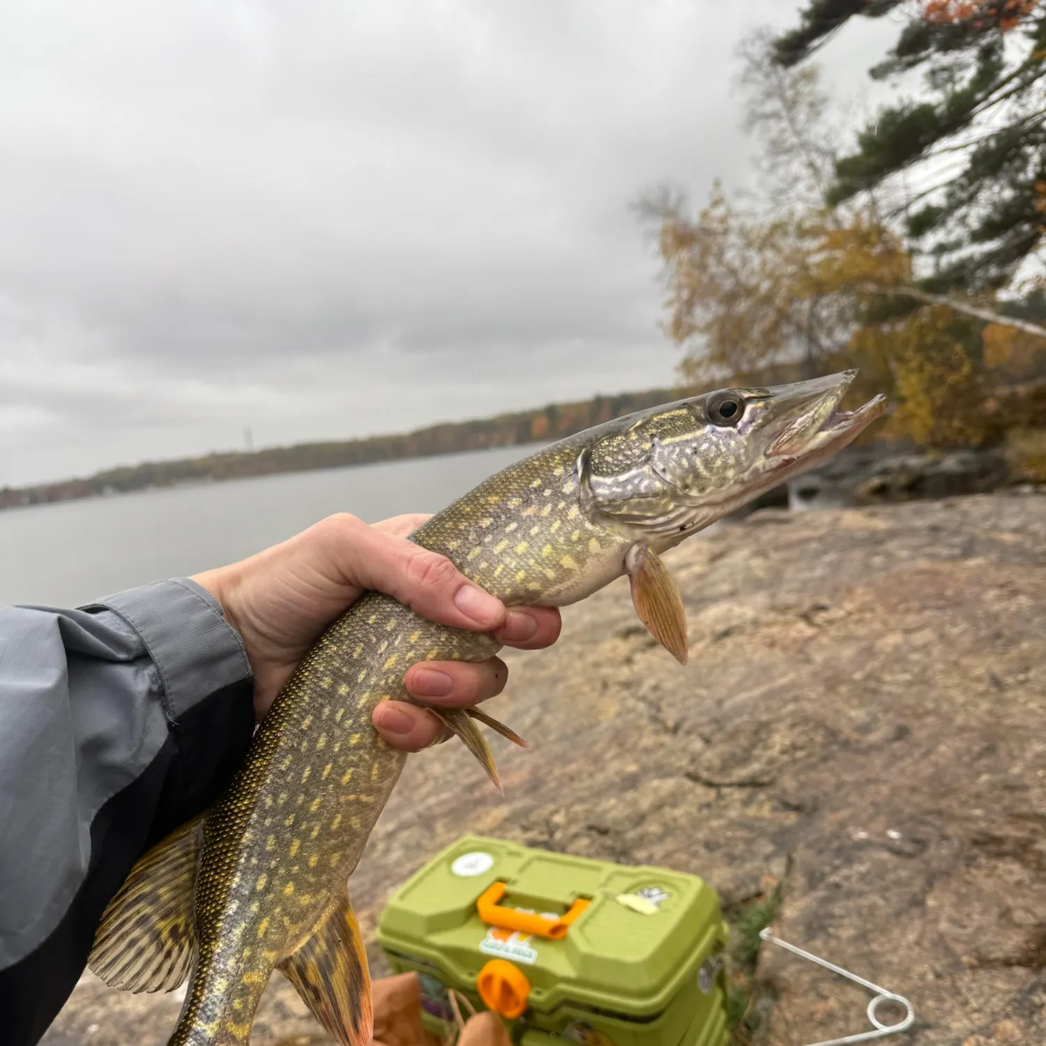 Northern pike caught on Fishbrain