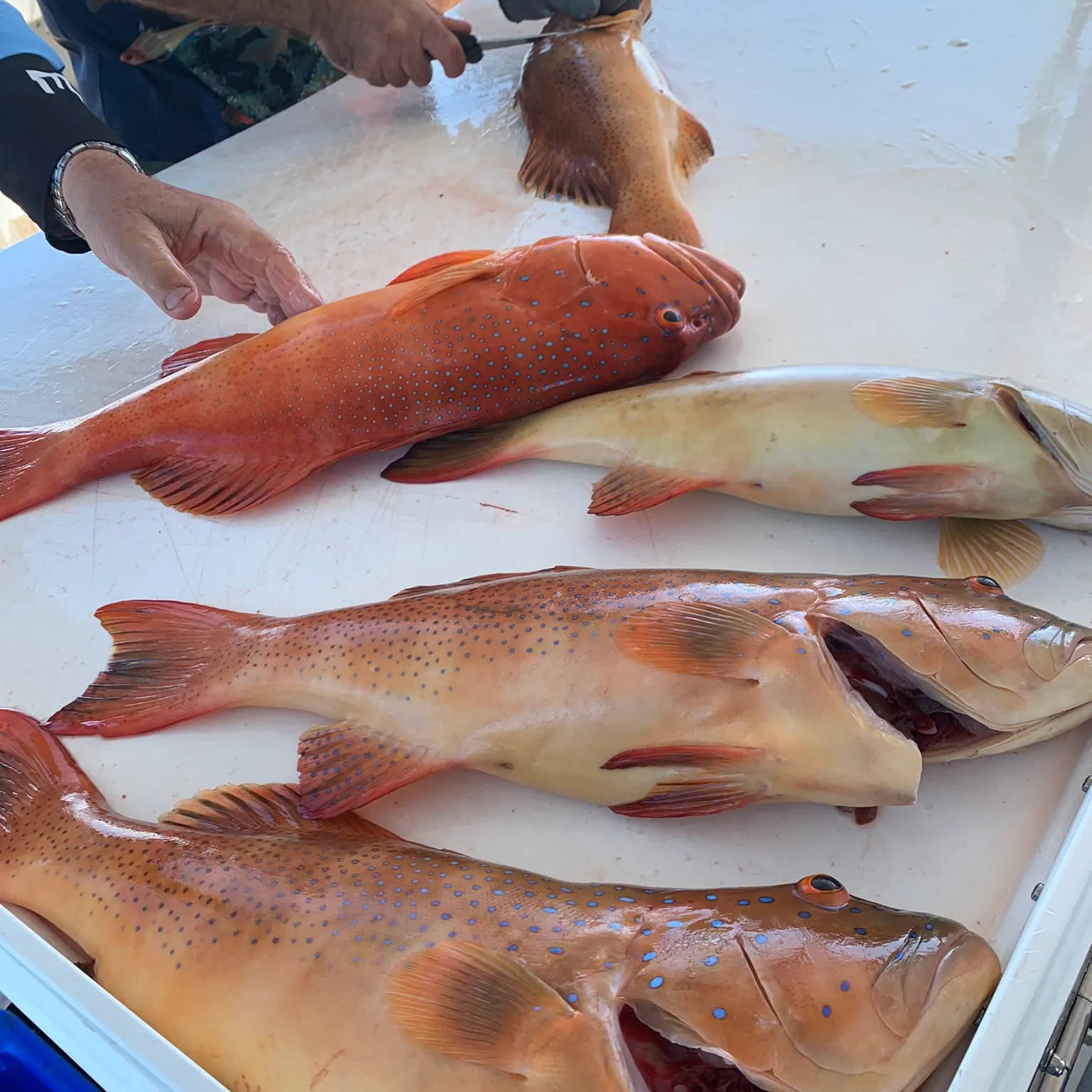 The most recent Spotted coralgrouper catches on Fishbrain