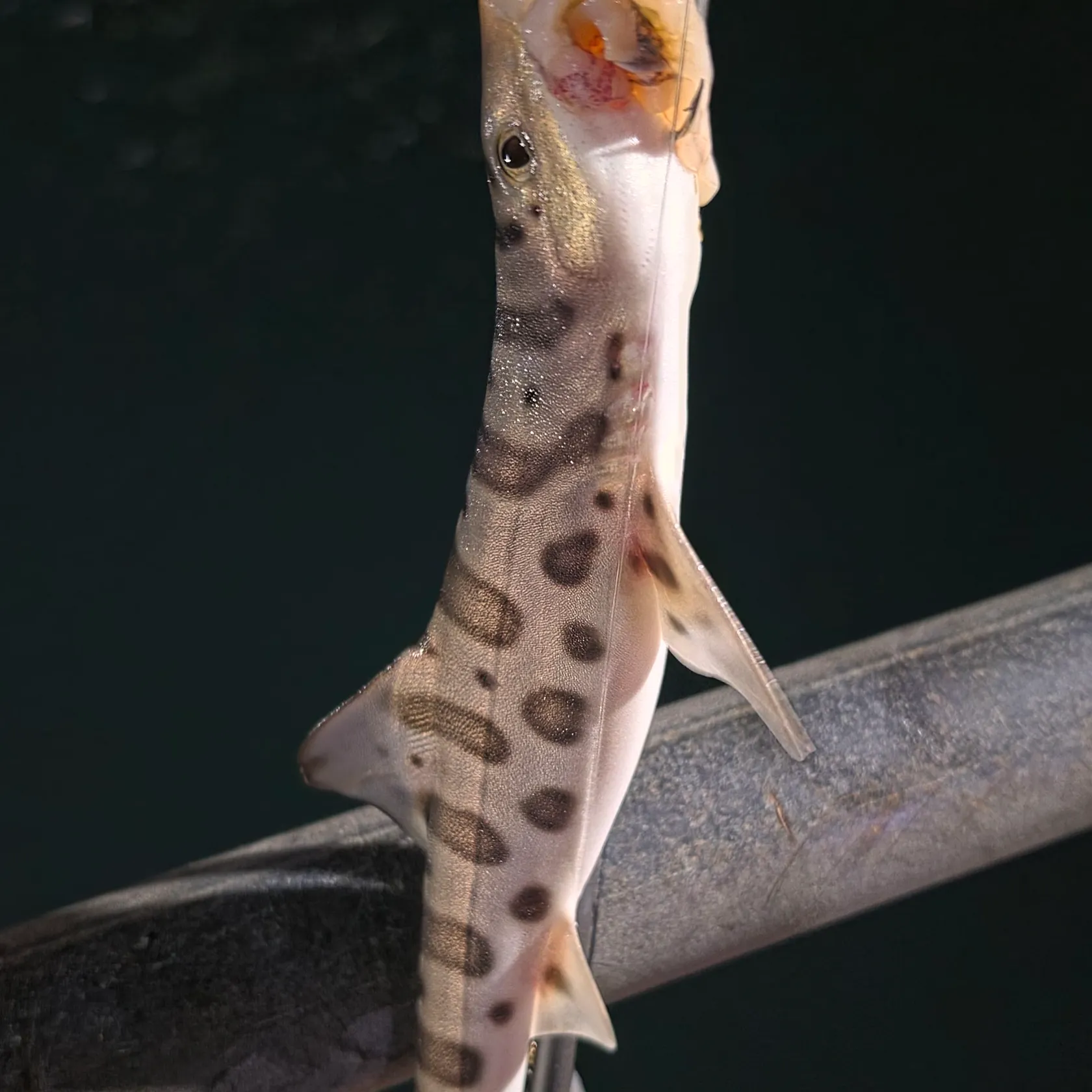 Leopard shark caught on Fishbrain