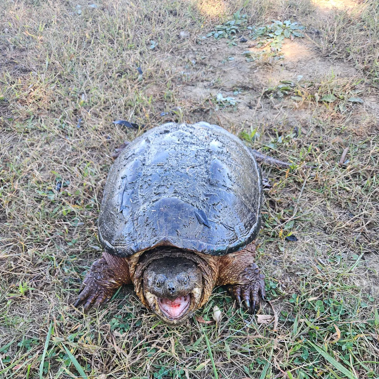 The most recent Common snapping turtle catches on Fishbrain