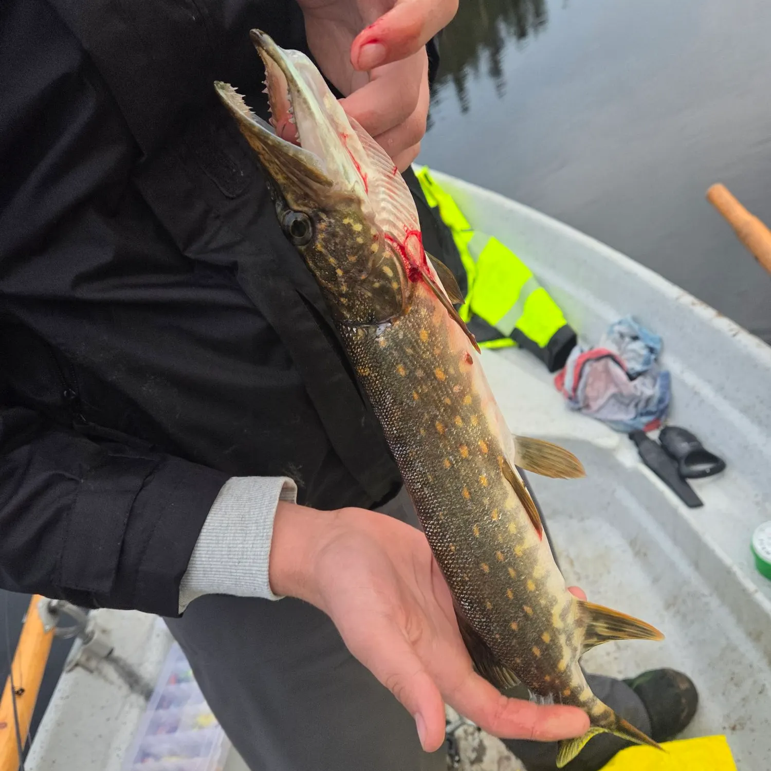 Northern pike caught on Fishbrain