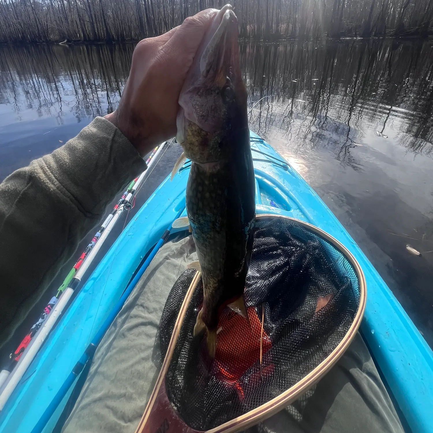 The most recent Chain pickerel catches on Fishbrain