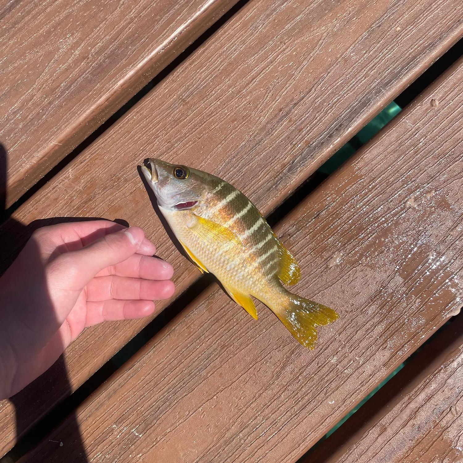 The most recent Yellowtail snapper catches on Fishbrain