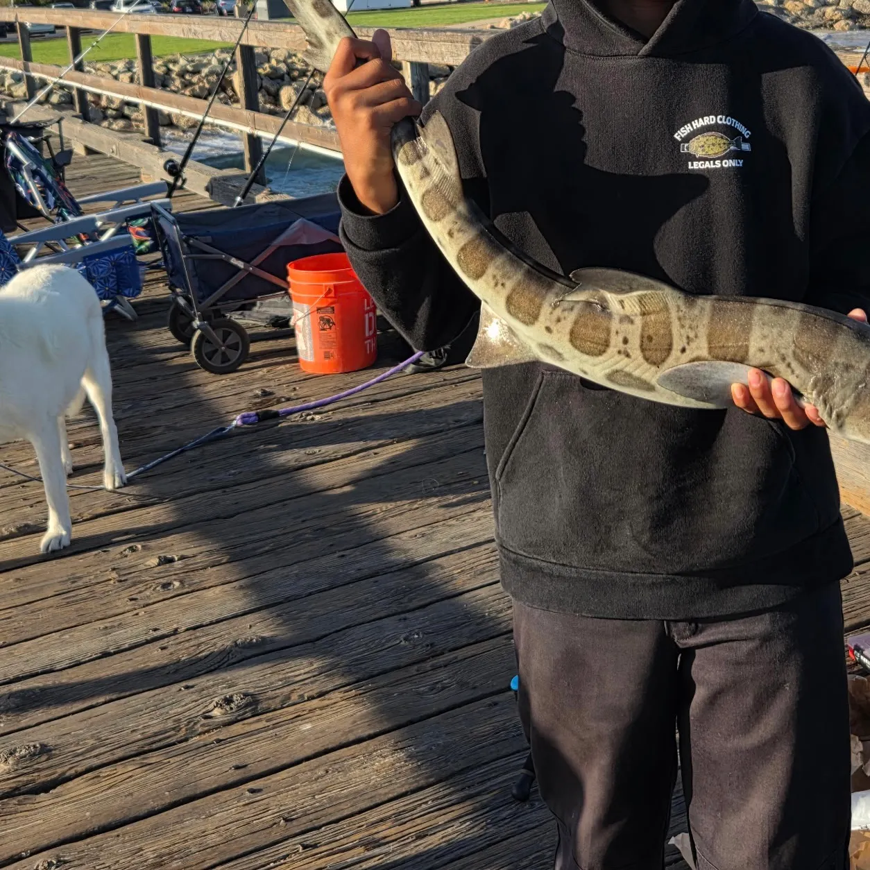 The most recent Leopard shark catches on Fishbrain