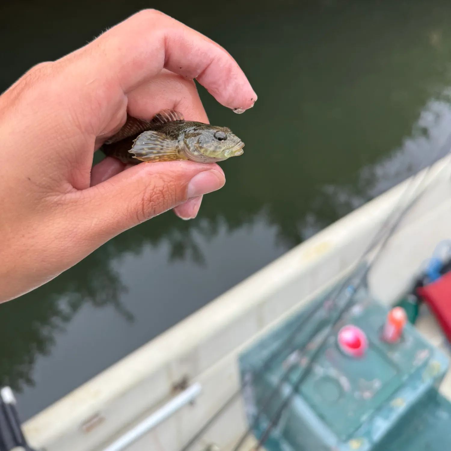 The most recent Coastrange sculpin catches on Fishbrain