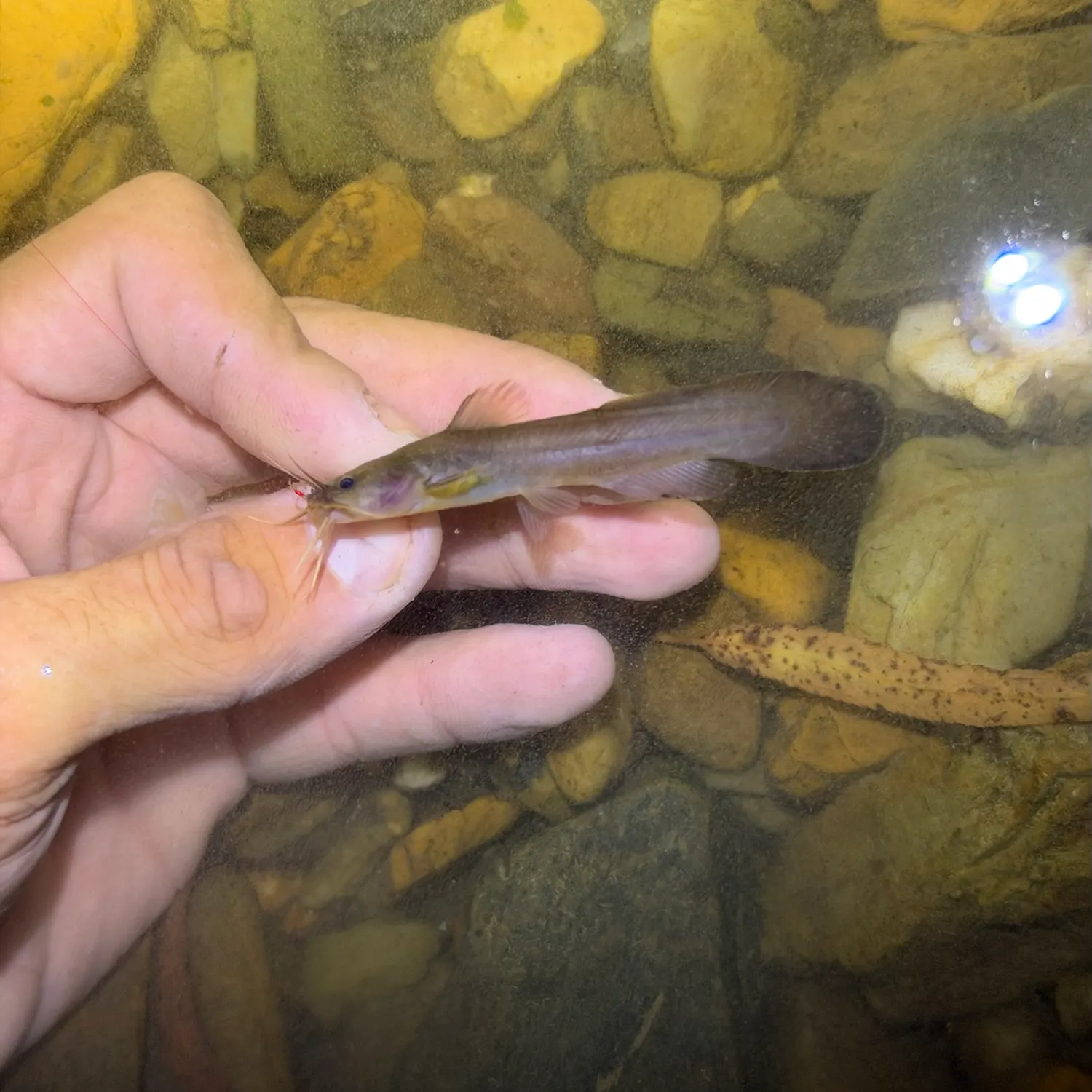 The most recent Slender madtom catches on Fishbrain