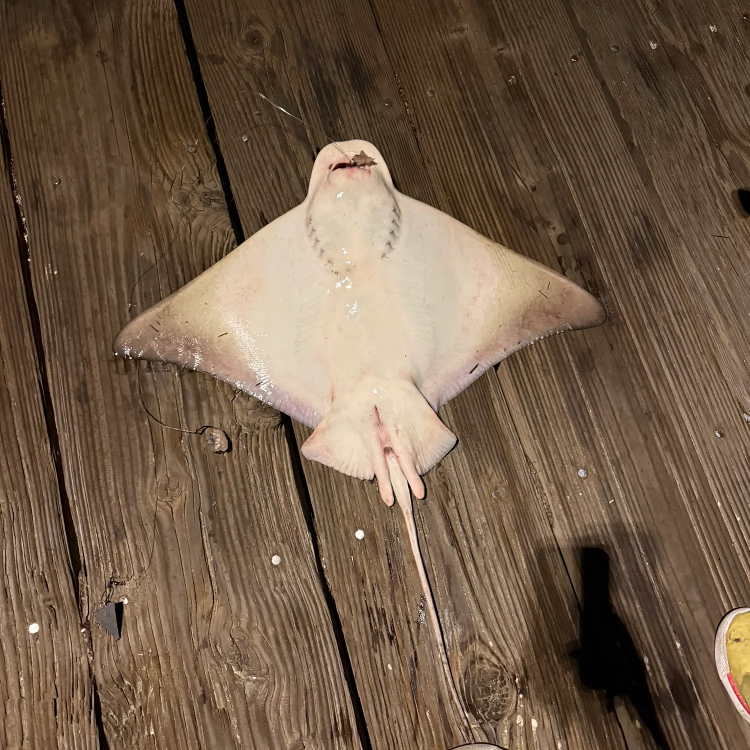 The most recent Bat eagle ray catches on Fishbrain