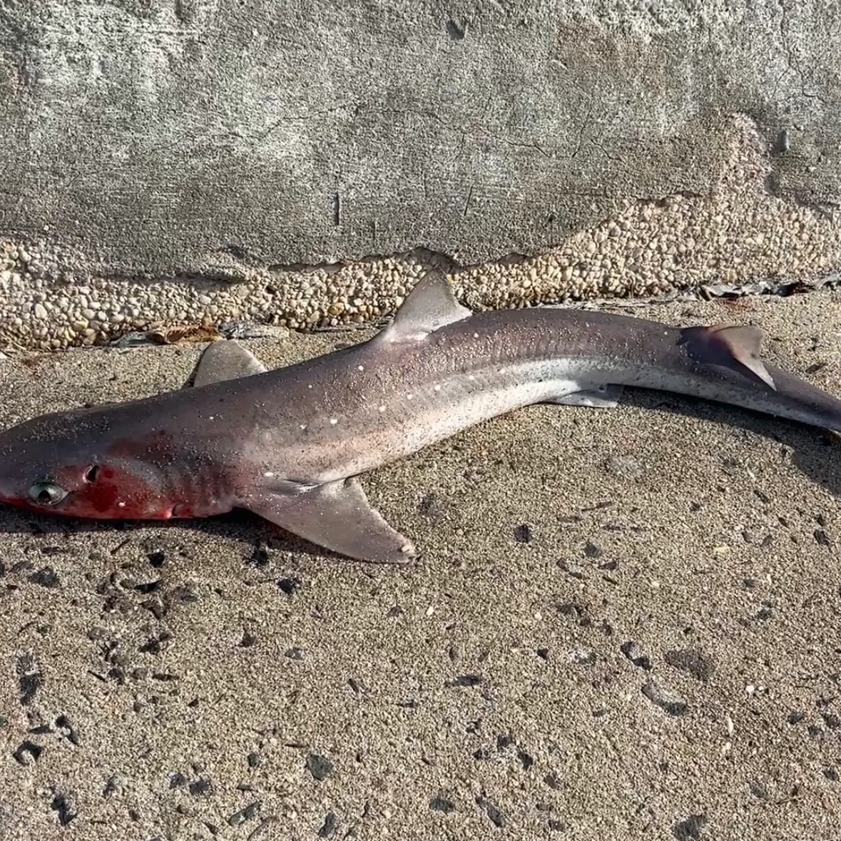 Piked dogfish caught on Fishbrain